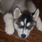 siberian-husky_9