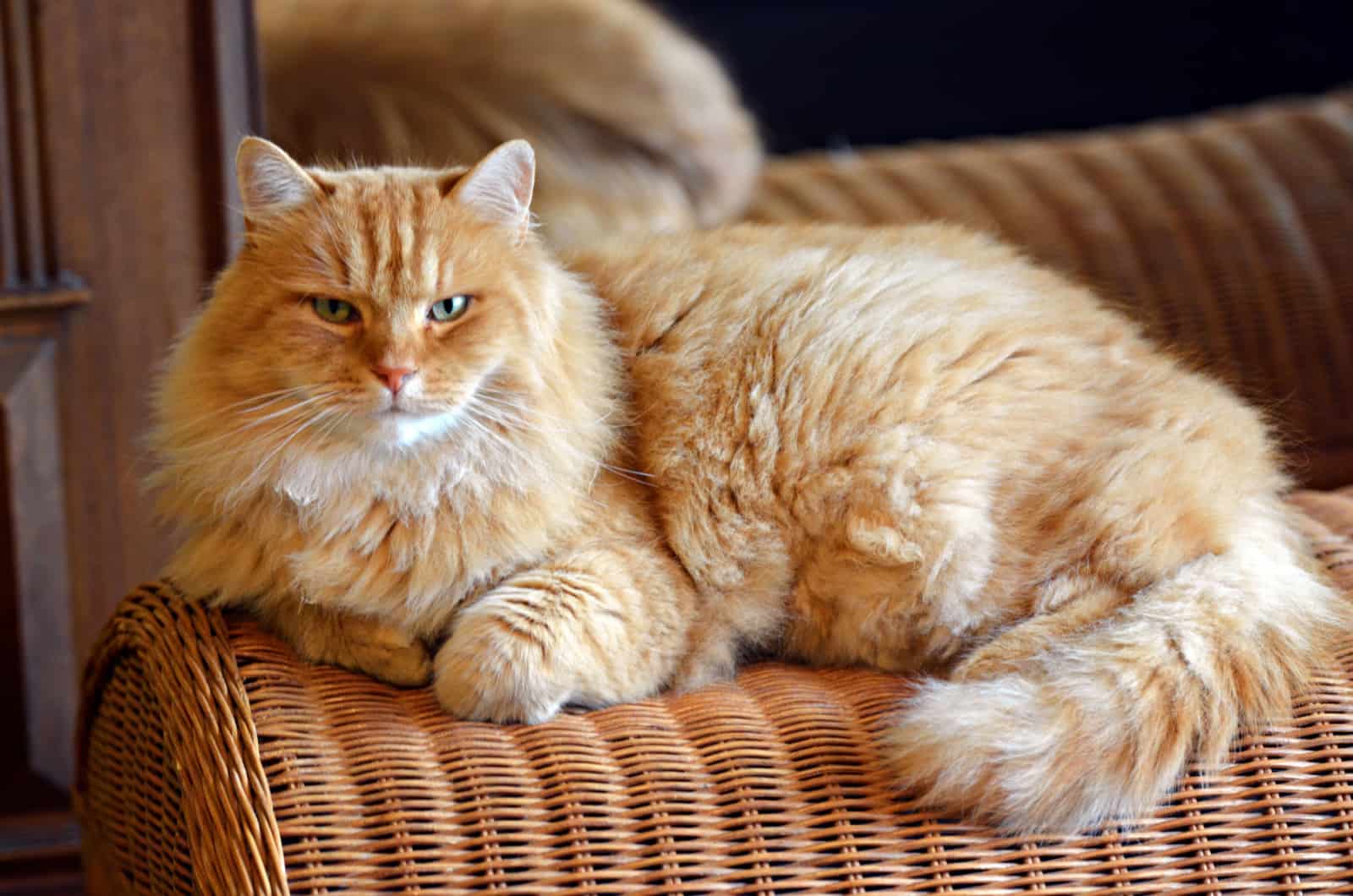 Siberian cat lying