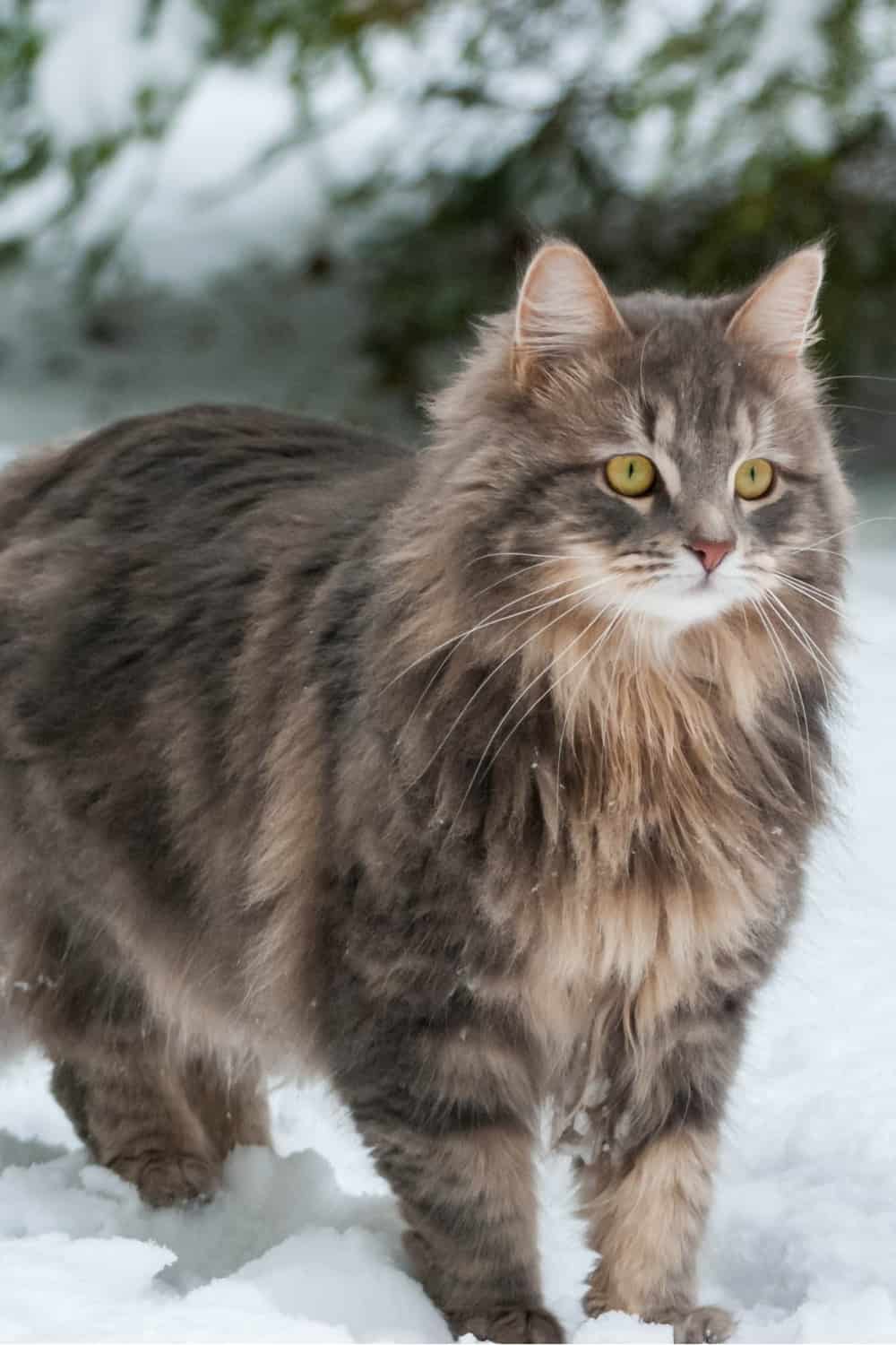 Siberian cat