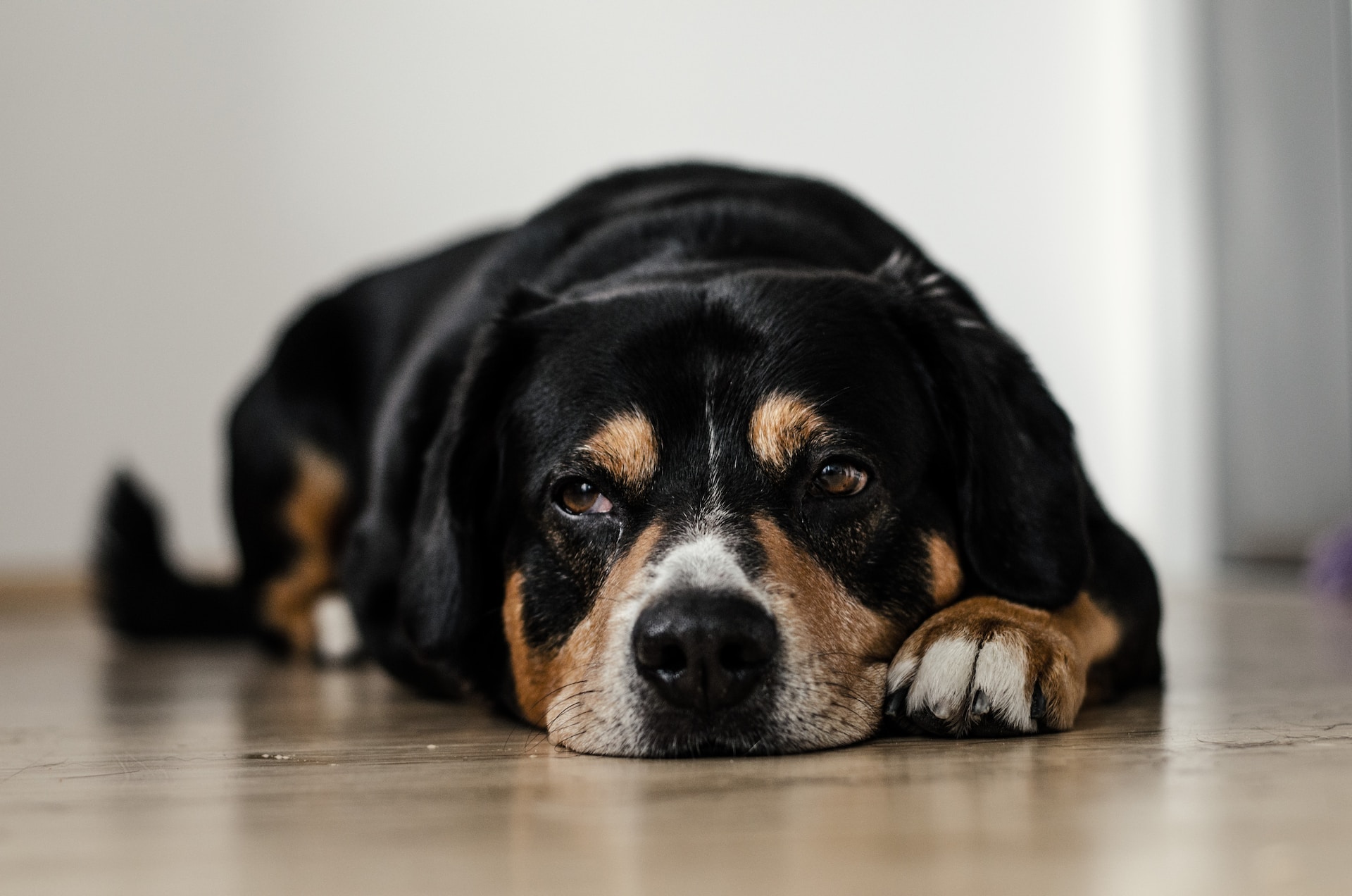 Sick Black Dog Lying in the Ground