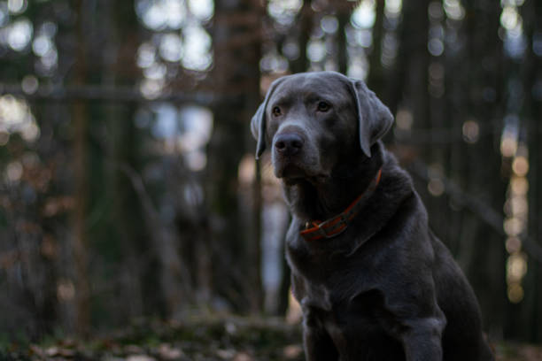 Silver Lab