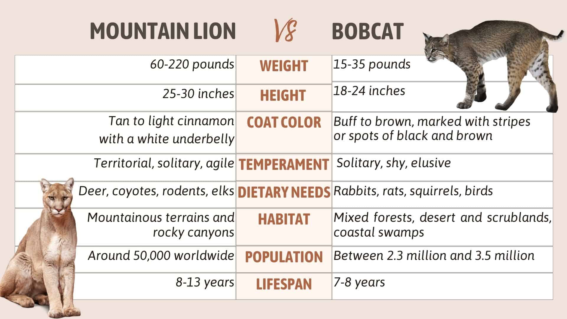 Bobcat and Mountain Lion