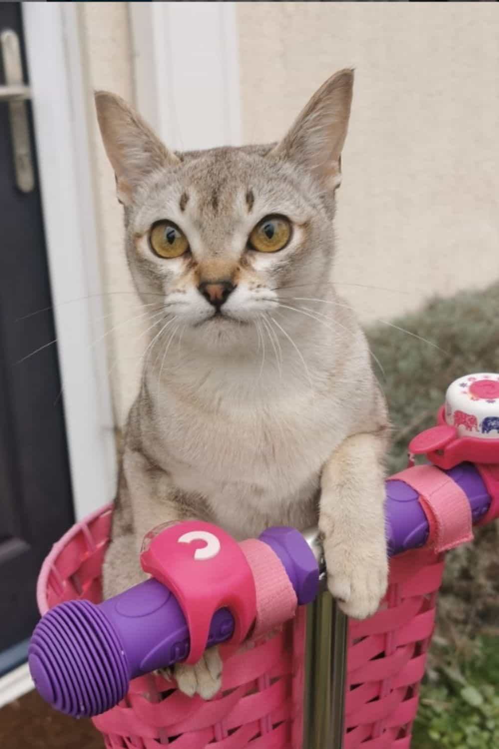 Singapura cat with large ears