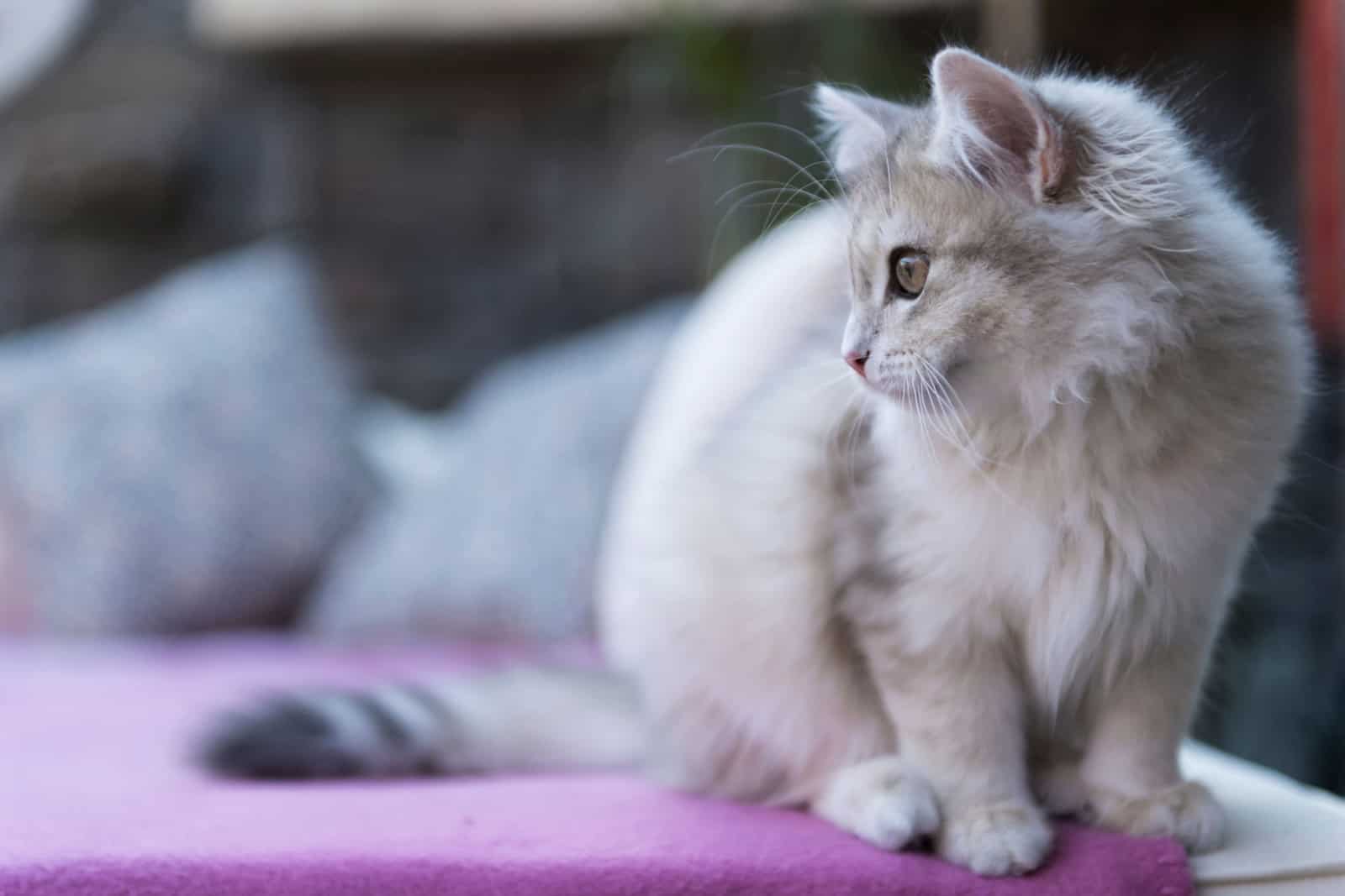 Sitting Siberian kitten on a sofa