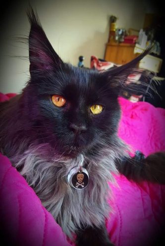 Black Maine Coon