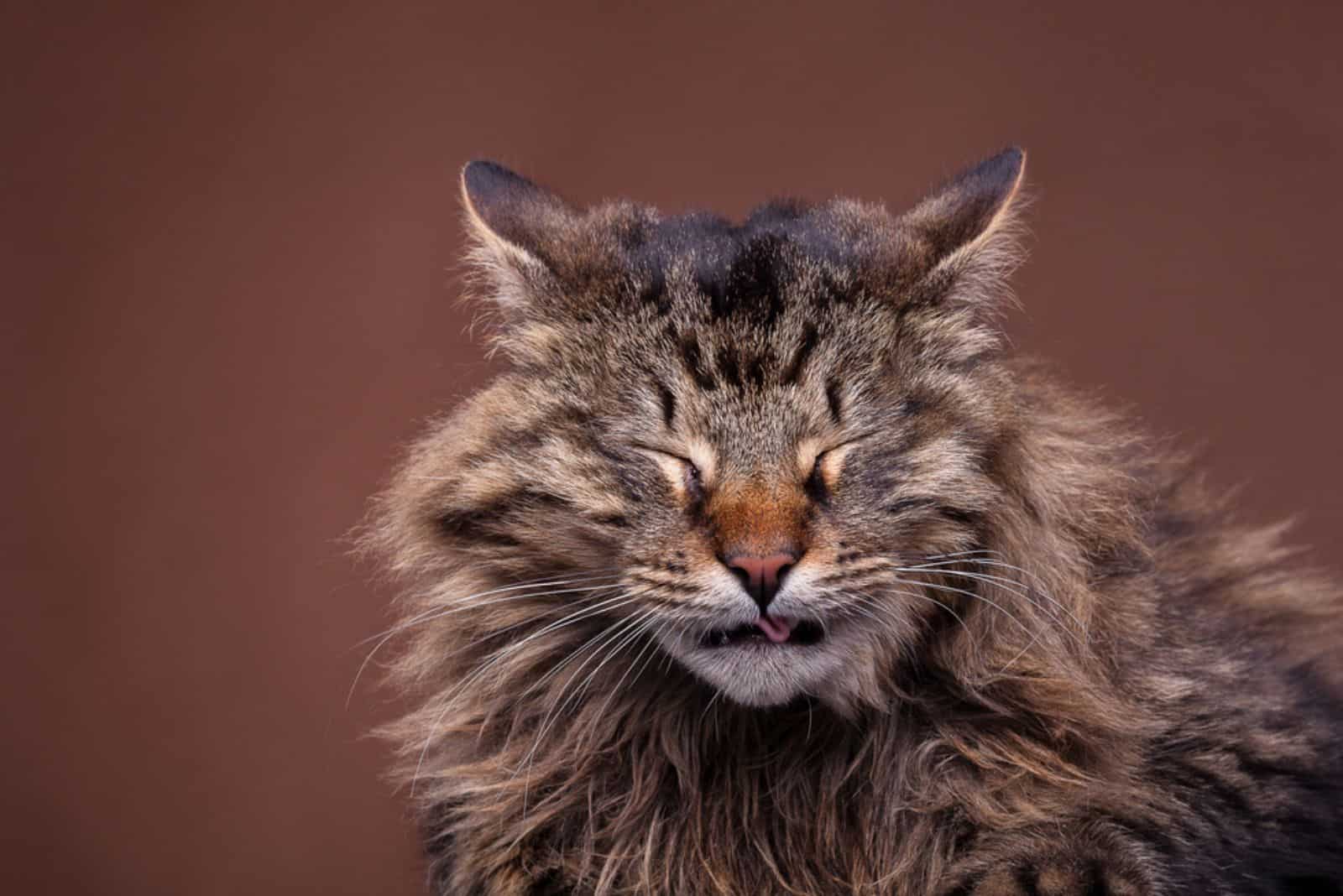 Sneezing maine coon breed cat