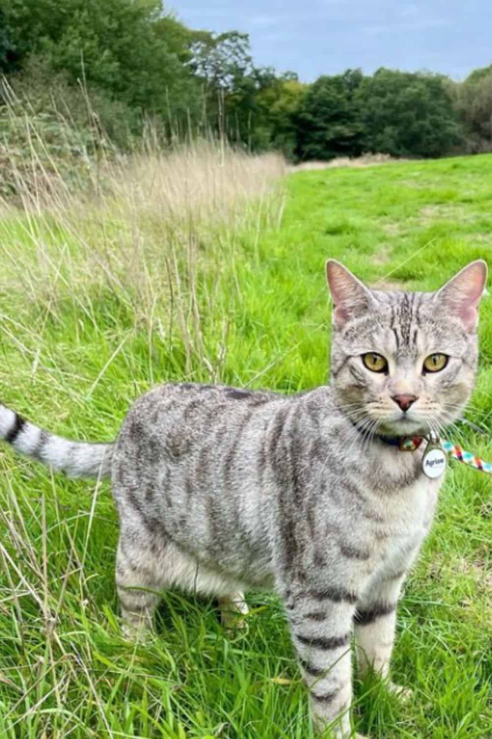 Snow Bengal cat in grass