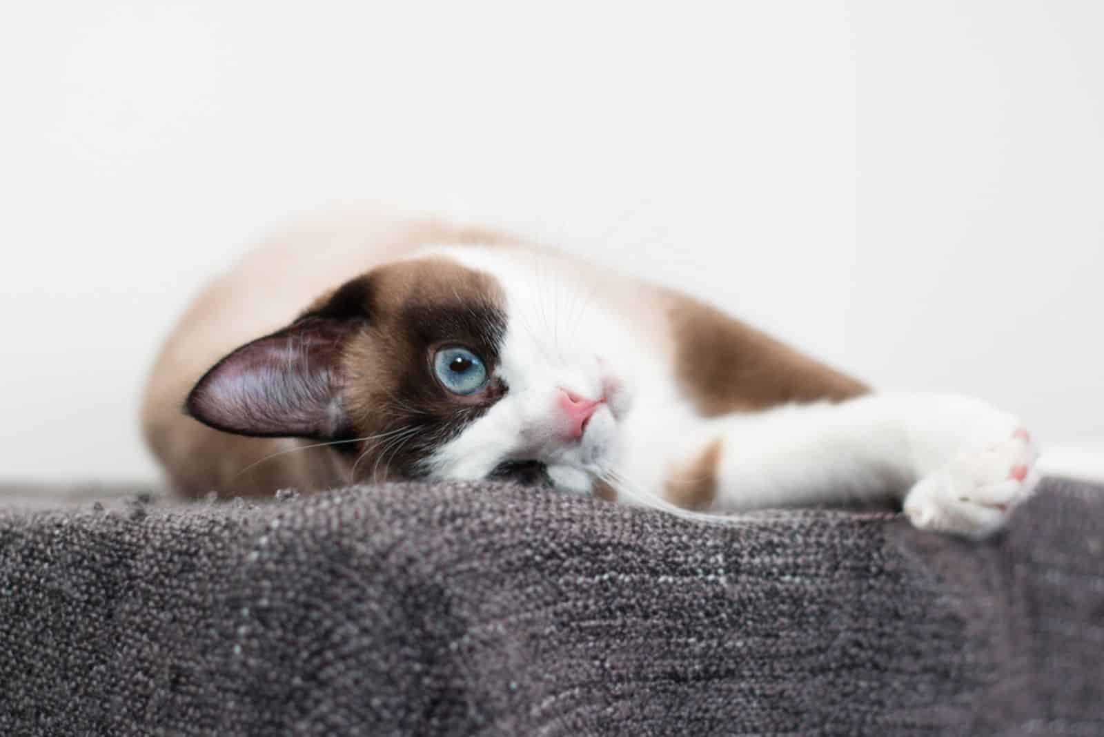 Snowshoe cat laying on a grey thin blanket