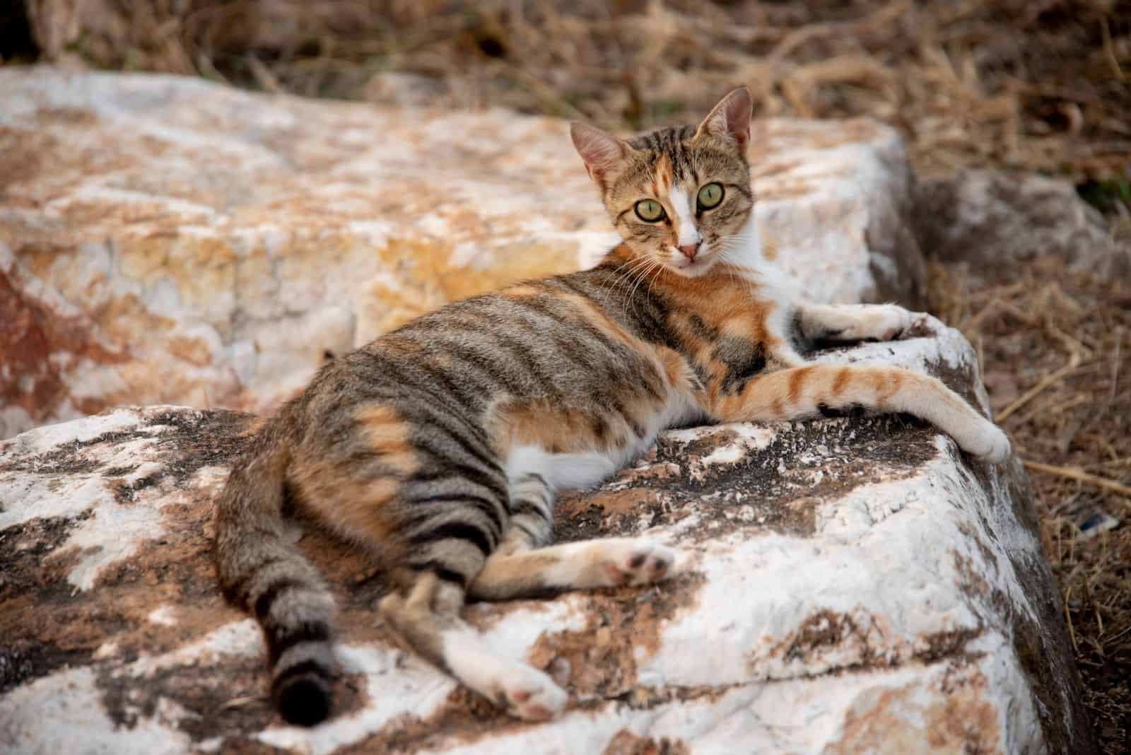 Sokoke the cat is resting on a stone