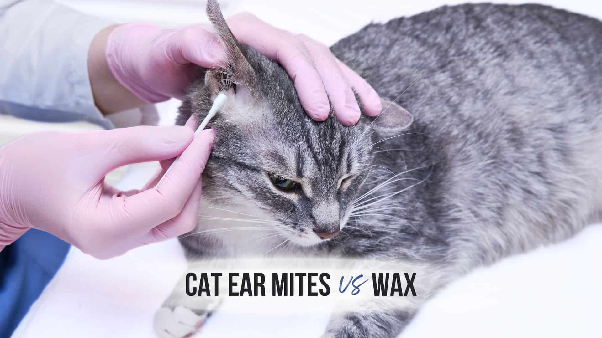 Cat Ear Mites Vs Wax Dilemma