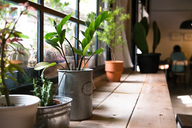 bright indirect light for plants