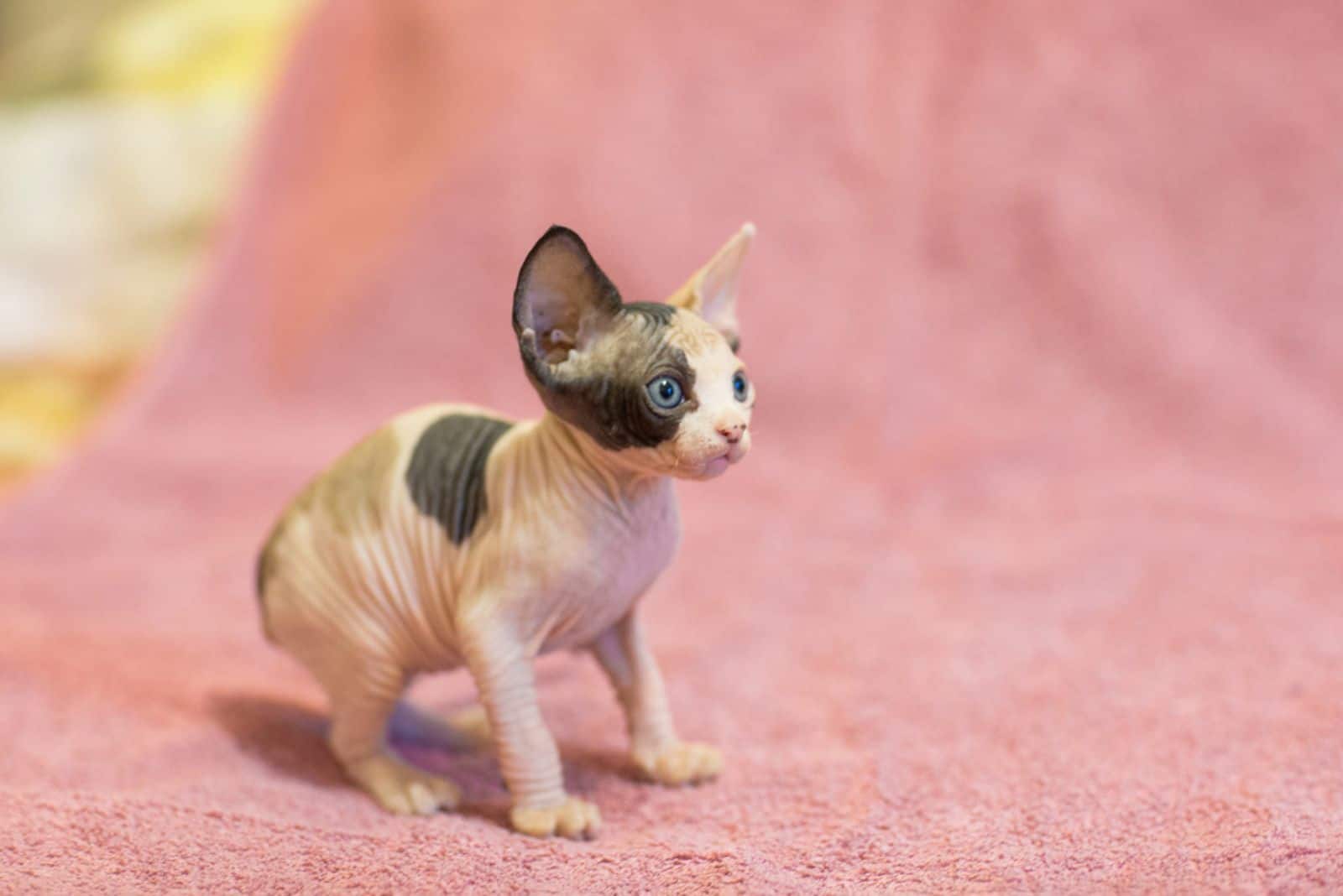 Sphynx (Canadian hairless) kitten