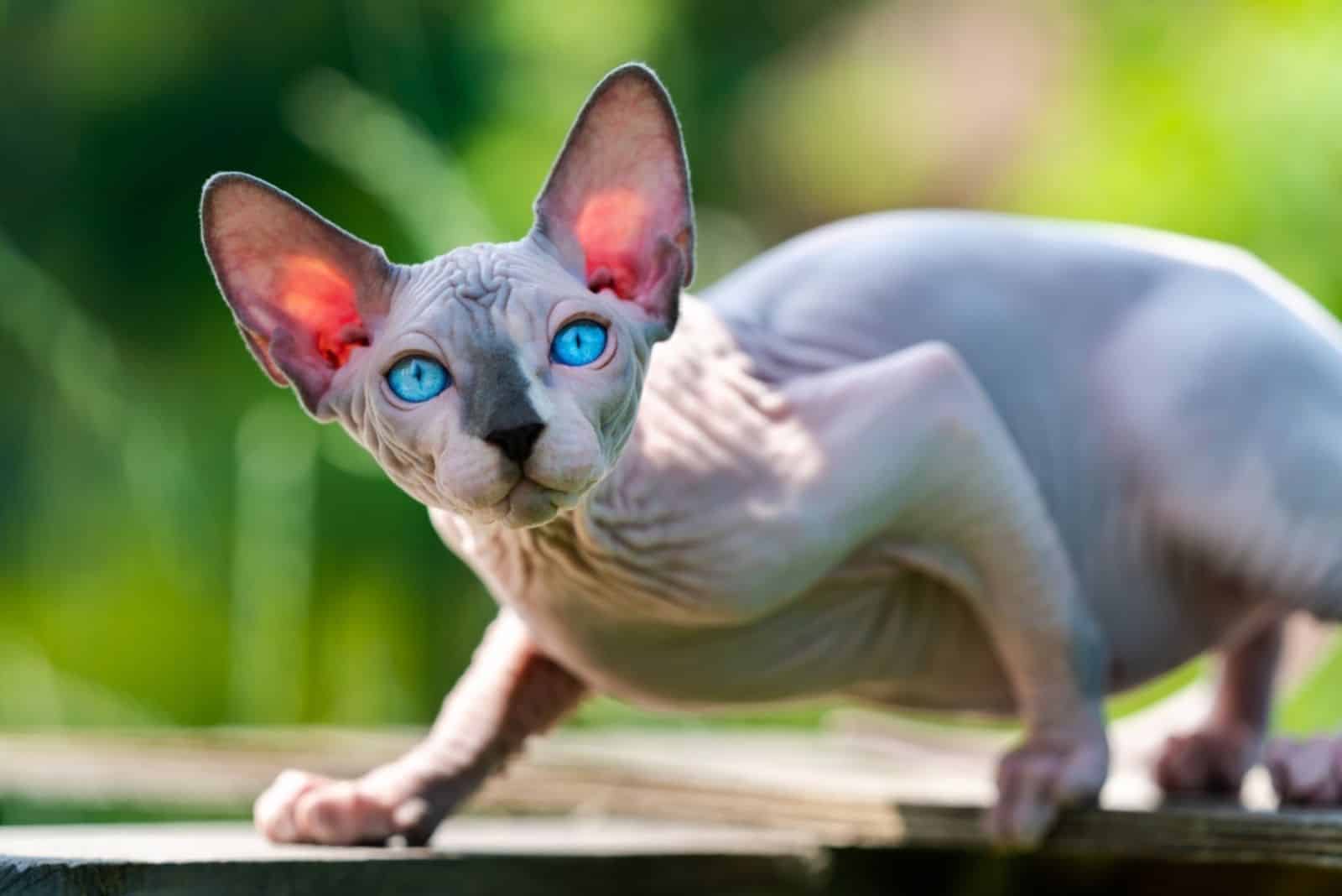 Sphynx Cat of blue mink and white color walking outdoors