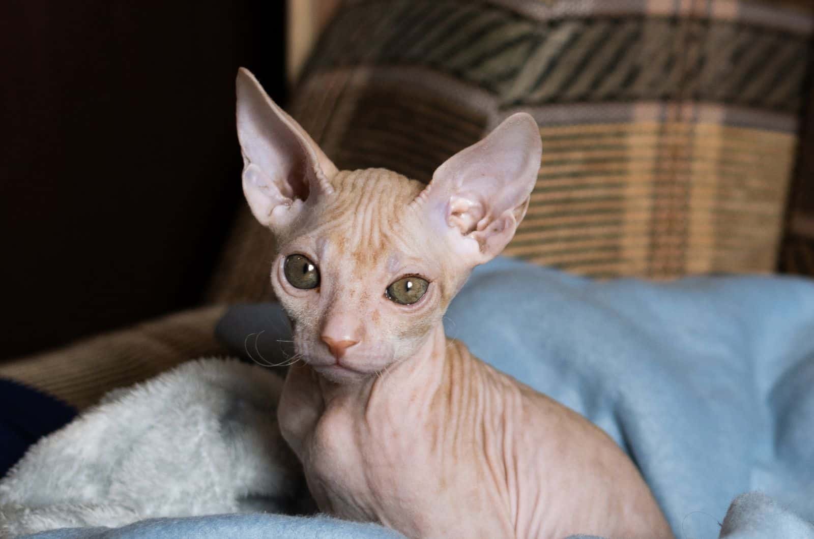 Sphynx Hybrids