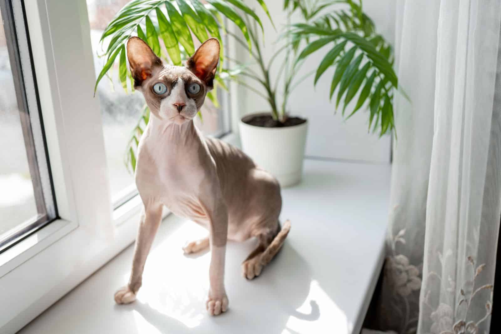 Sphynx sits by the window