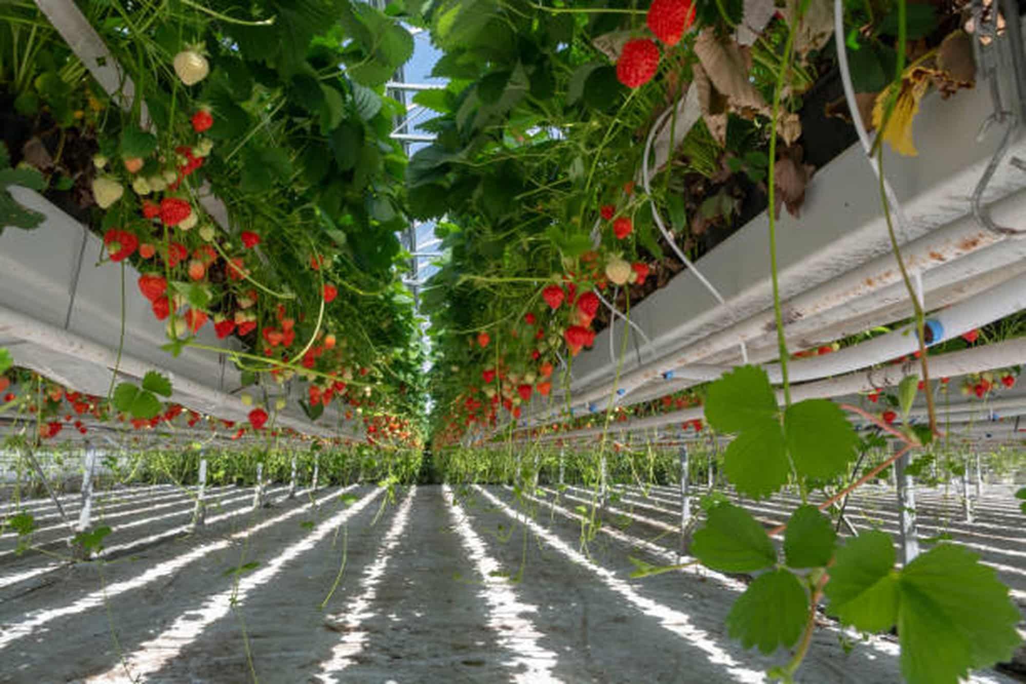 Hydroponic Strawberries