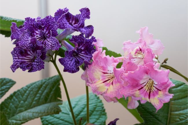 flowering houseplants