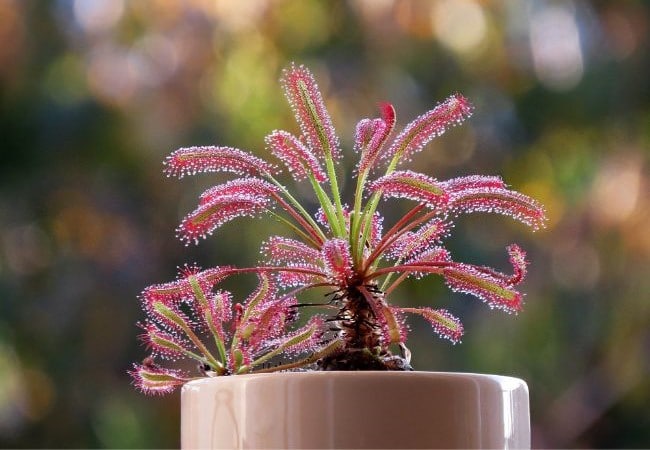 sundew unusual houseplants