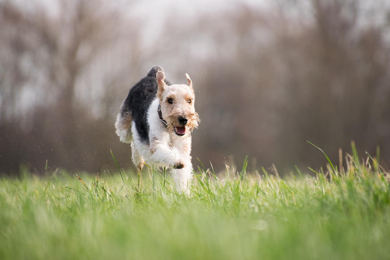 A dog runs through the grass