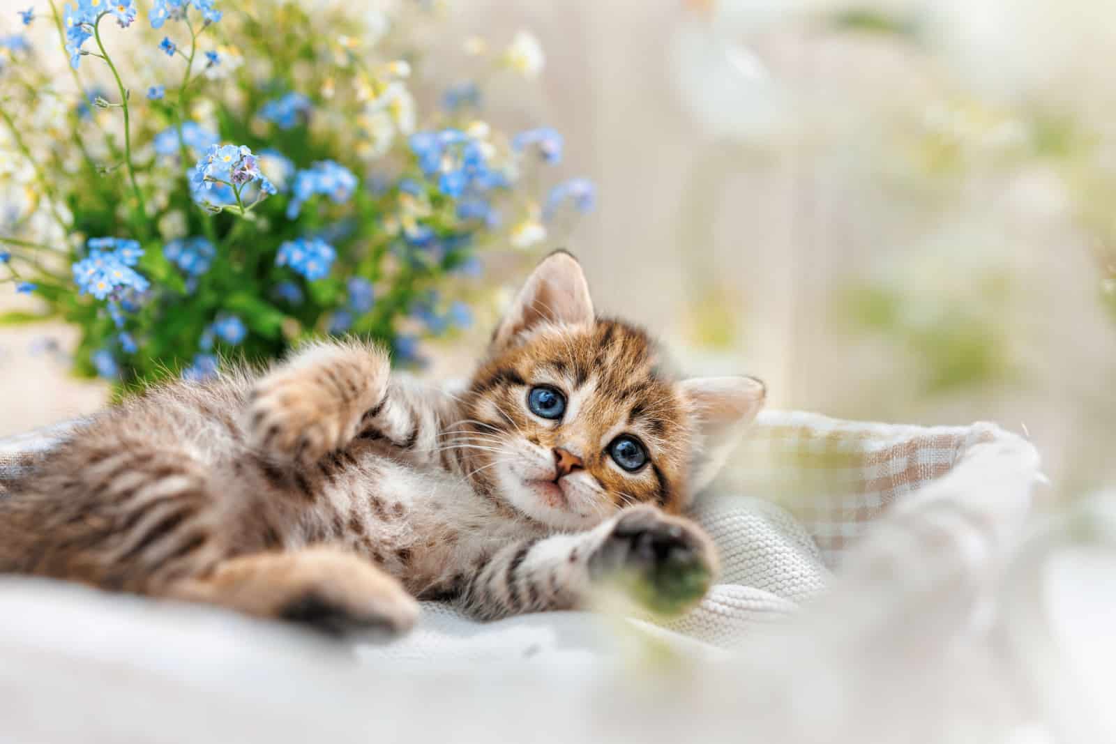 A striped kitten with wide open blue eyes lays on side between flowers