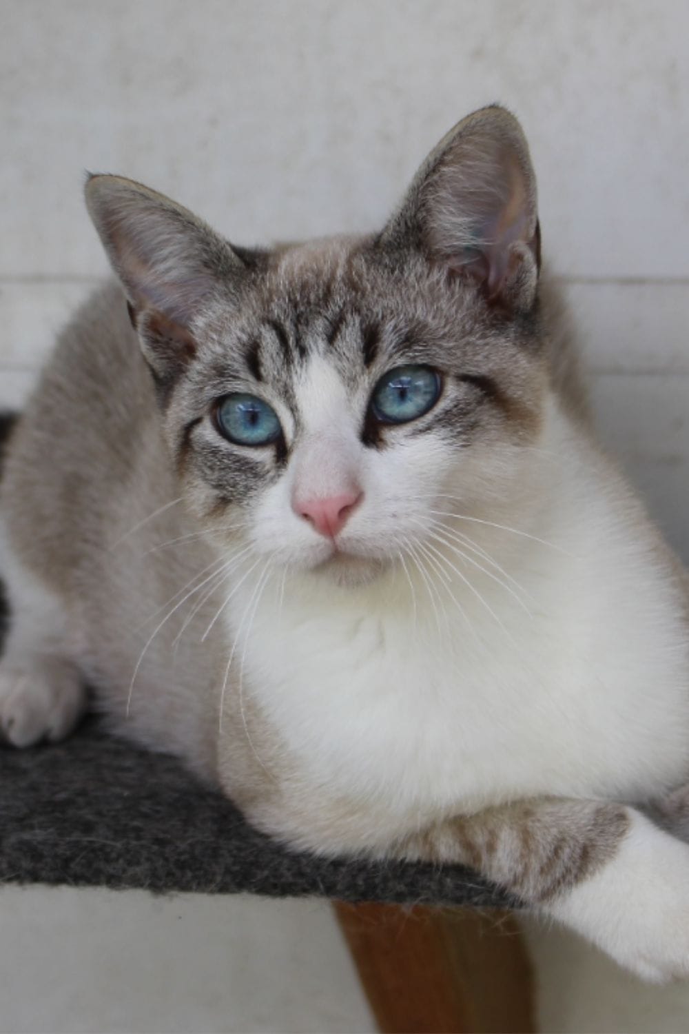 Tabby Snowshoe cat