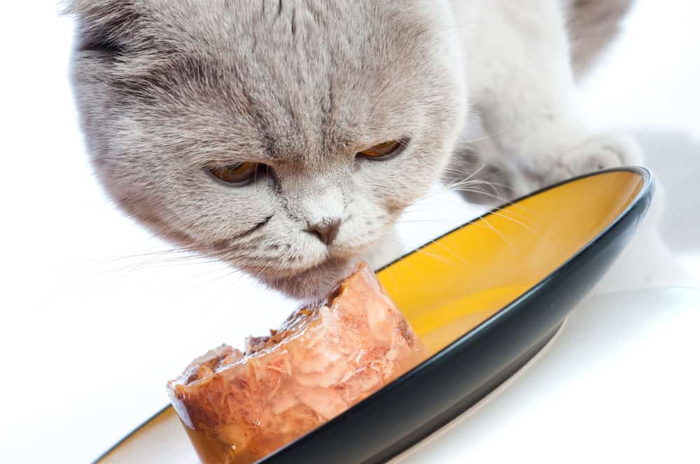 tapioca starch in cat food should you worry