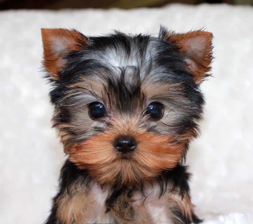 Teacup Yorkie