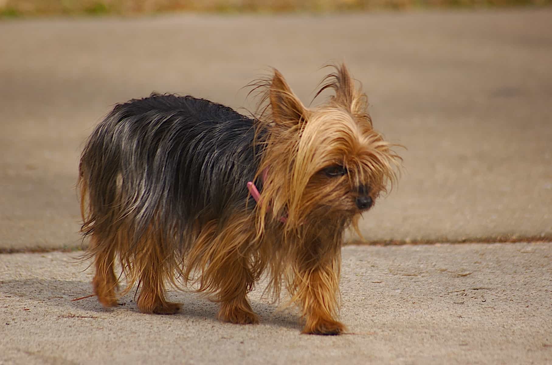 Black and brown teacup Yorkie walking