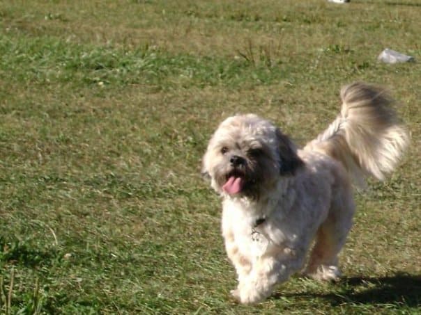 shih poo teddy bear breed photo