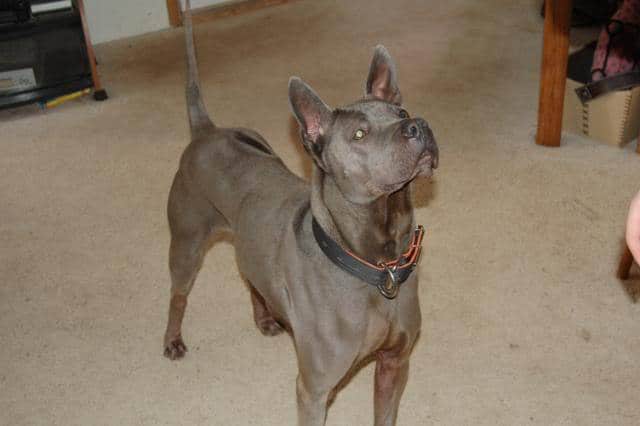 Thai Ridgeback-Pitbull Mix