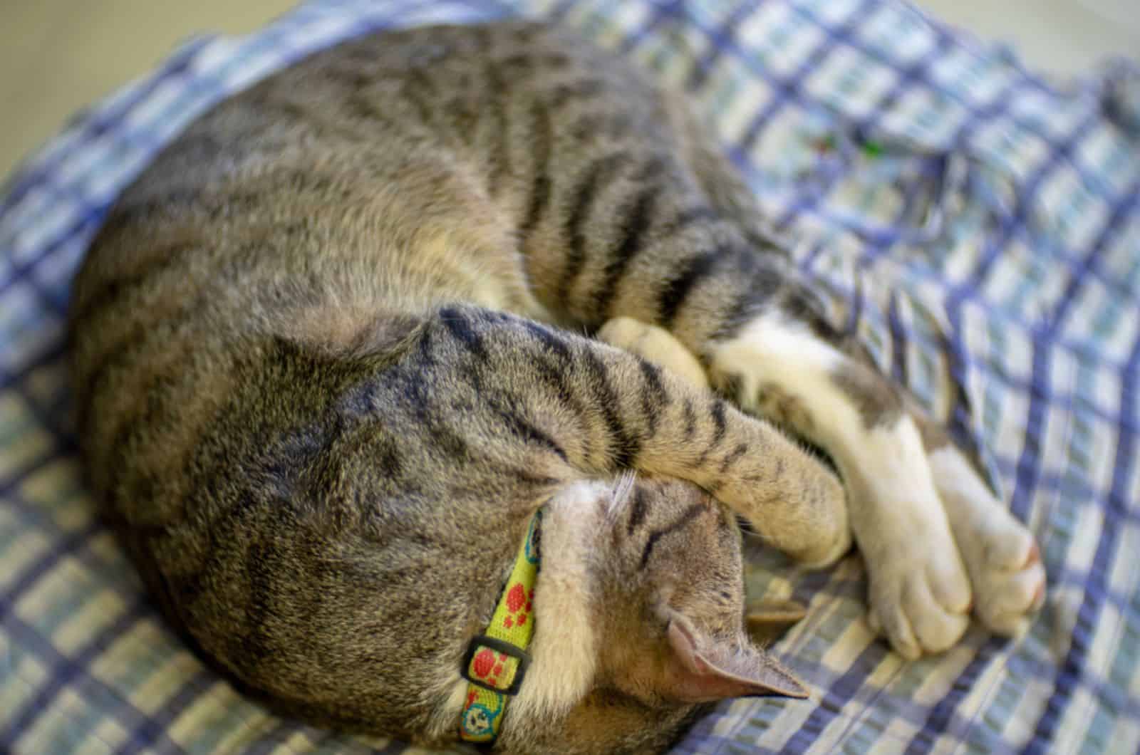 Thai cat sleeping at home