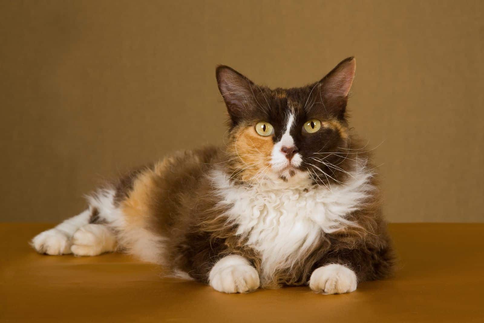 The LaPerm cat lies on a wooden base