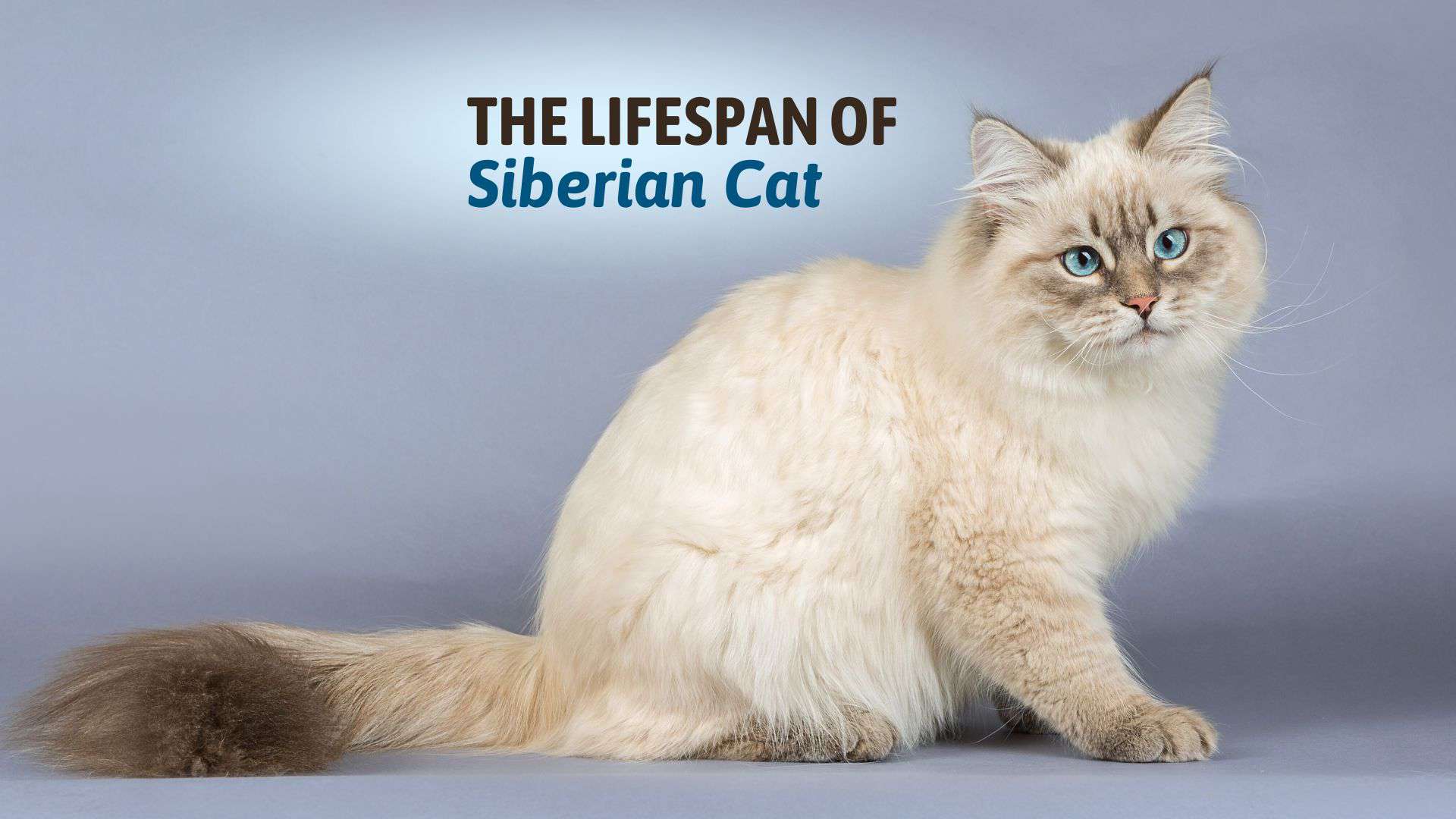 lifespan of Siberian cat