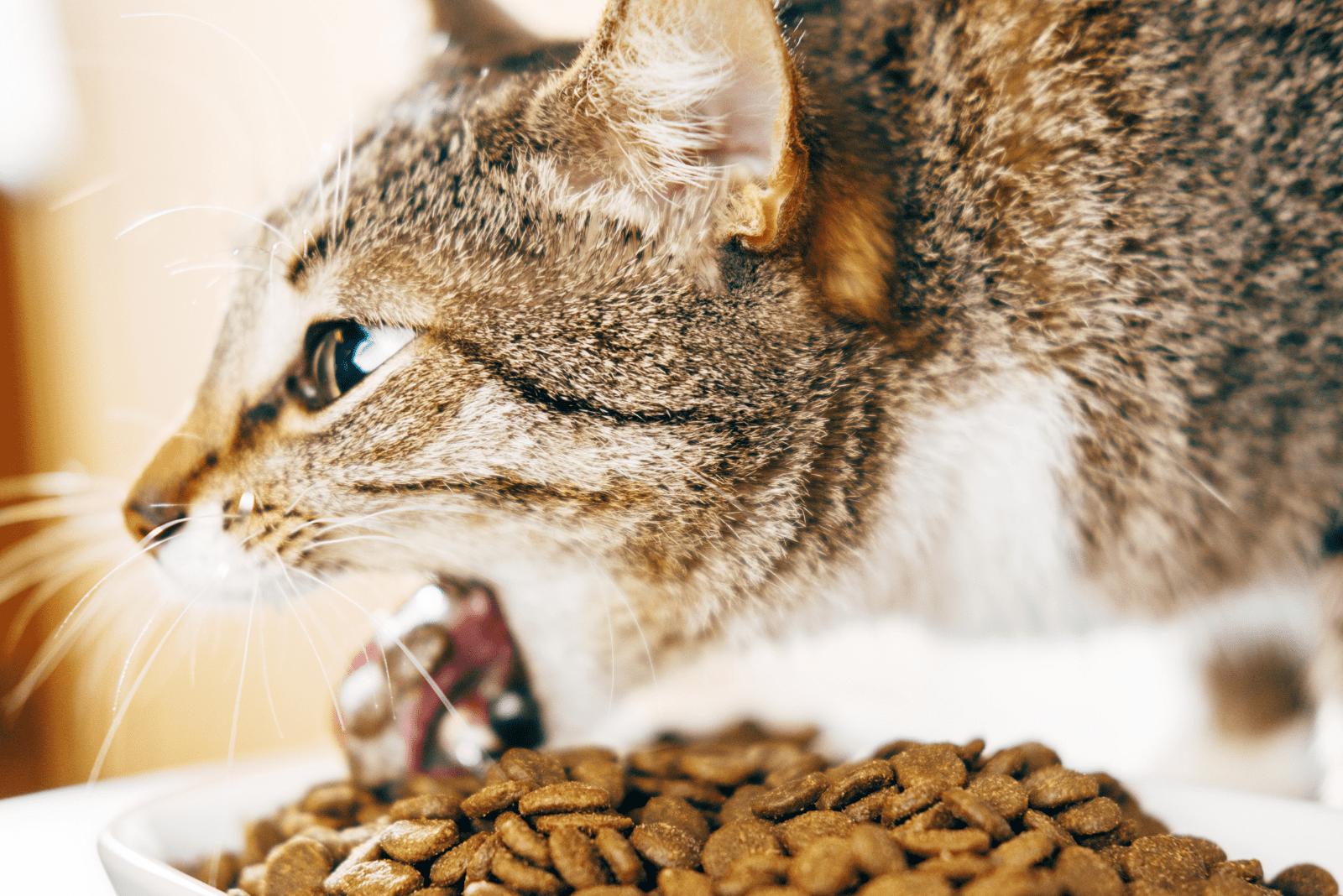 the cat vomits next to the crackers