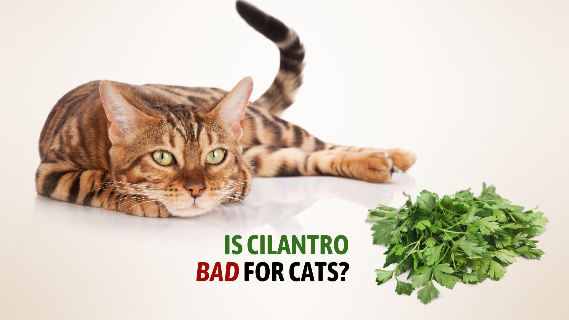 is cilantro bad for cats