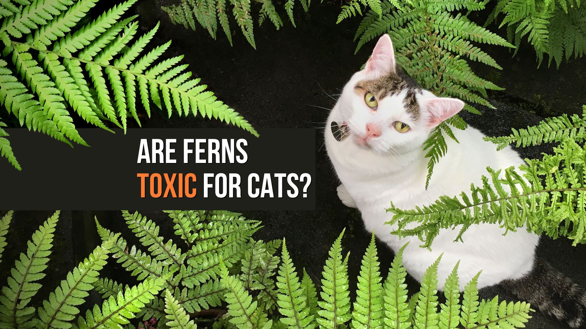 are ferns toxic to cats