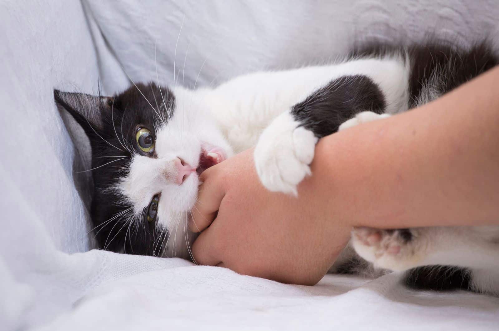 The cat bites the woman's hand