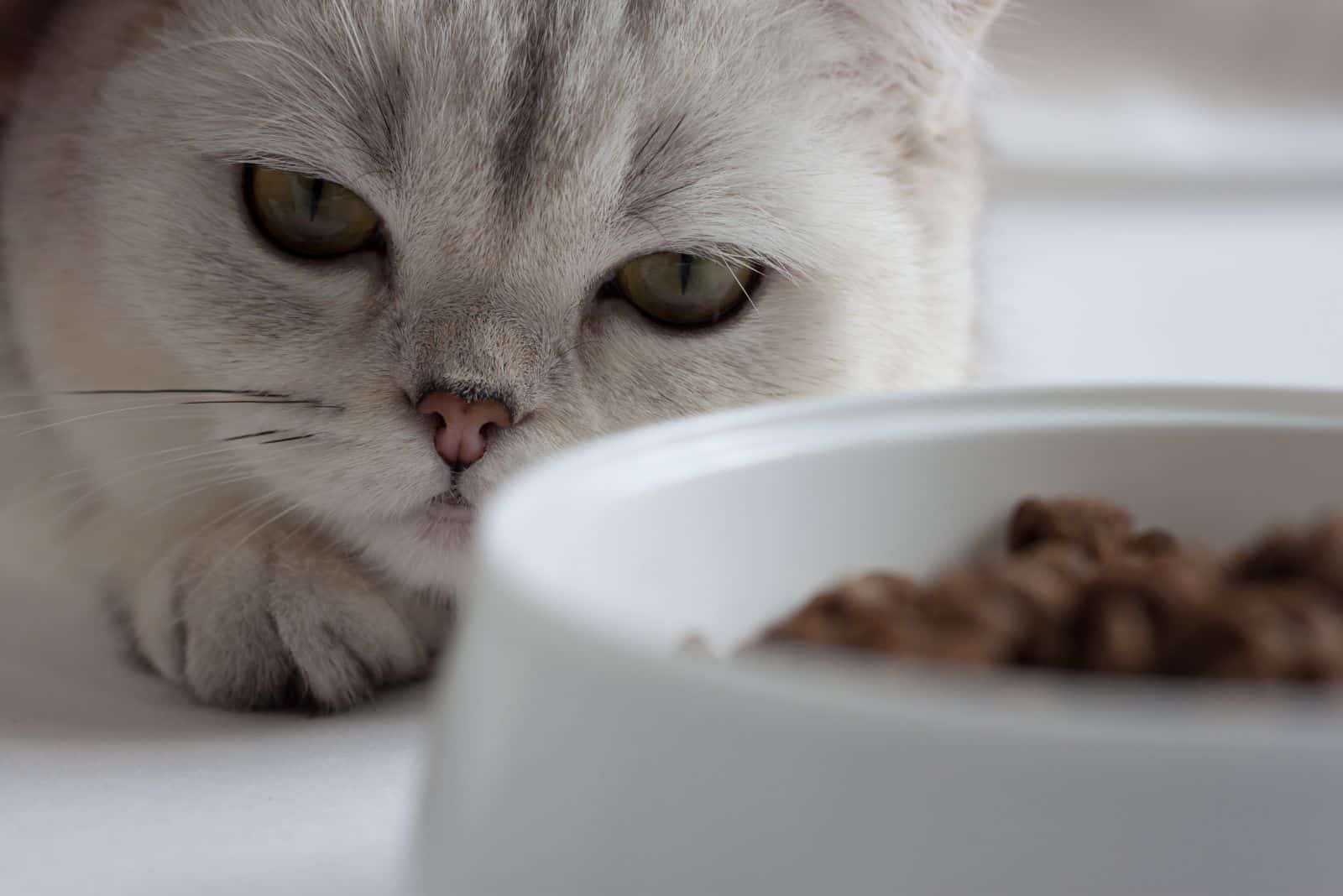 The cat is lying near a bowl of food