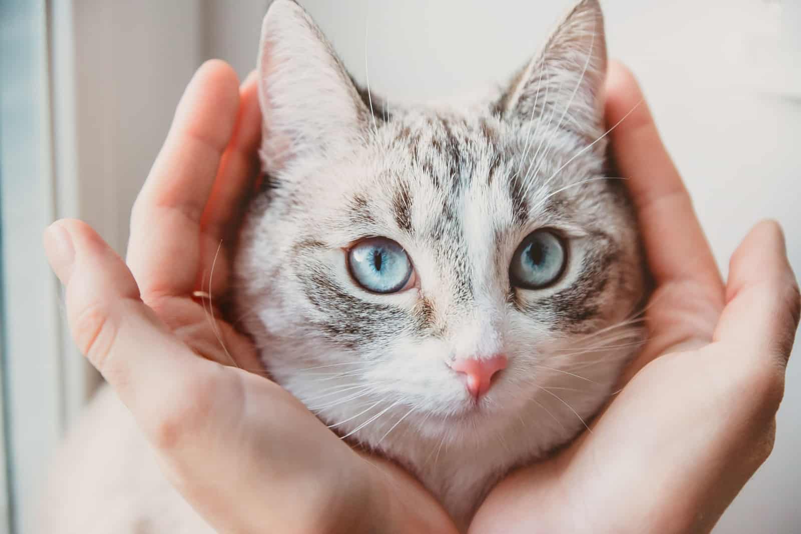 The head of a Siamese cat in the palms