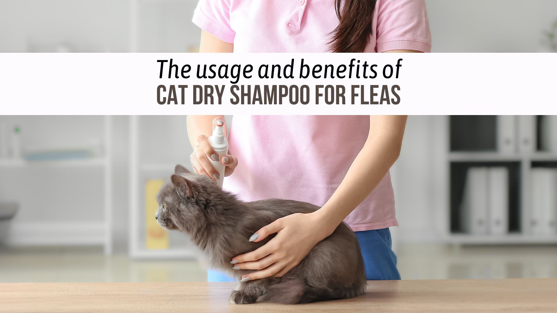 a person applies dry shampoo for fleas to a cat