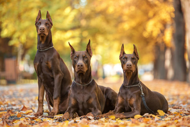 Three Brown Doberman