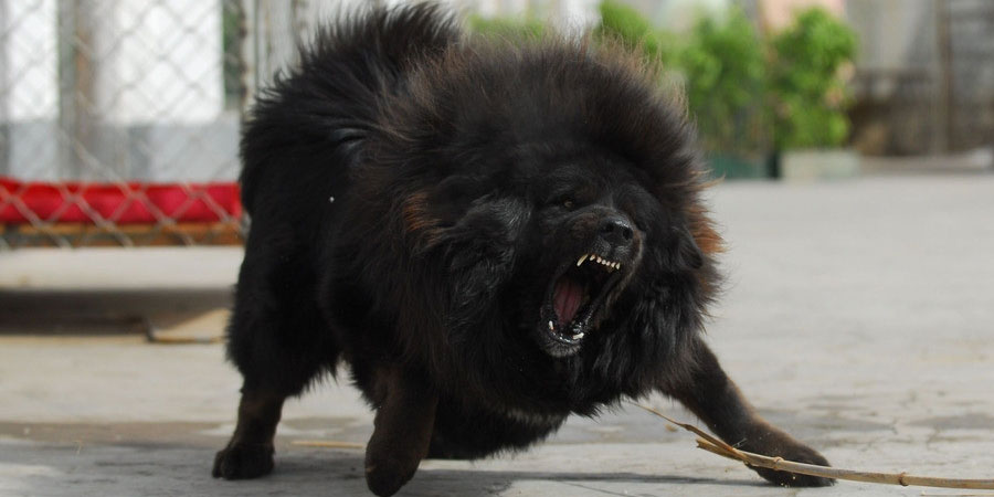 Tibetan Mastiff