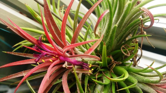 Sky Plant (Tillandsia ionantha)