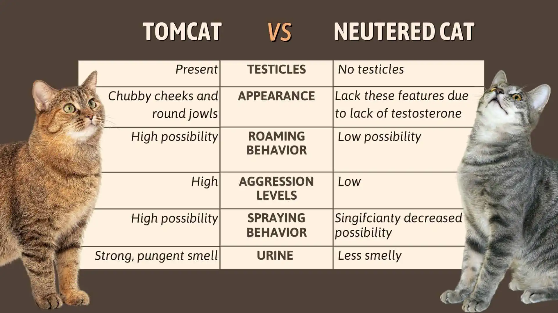 Tomcat Vs Neutered Cat