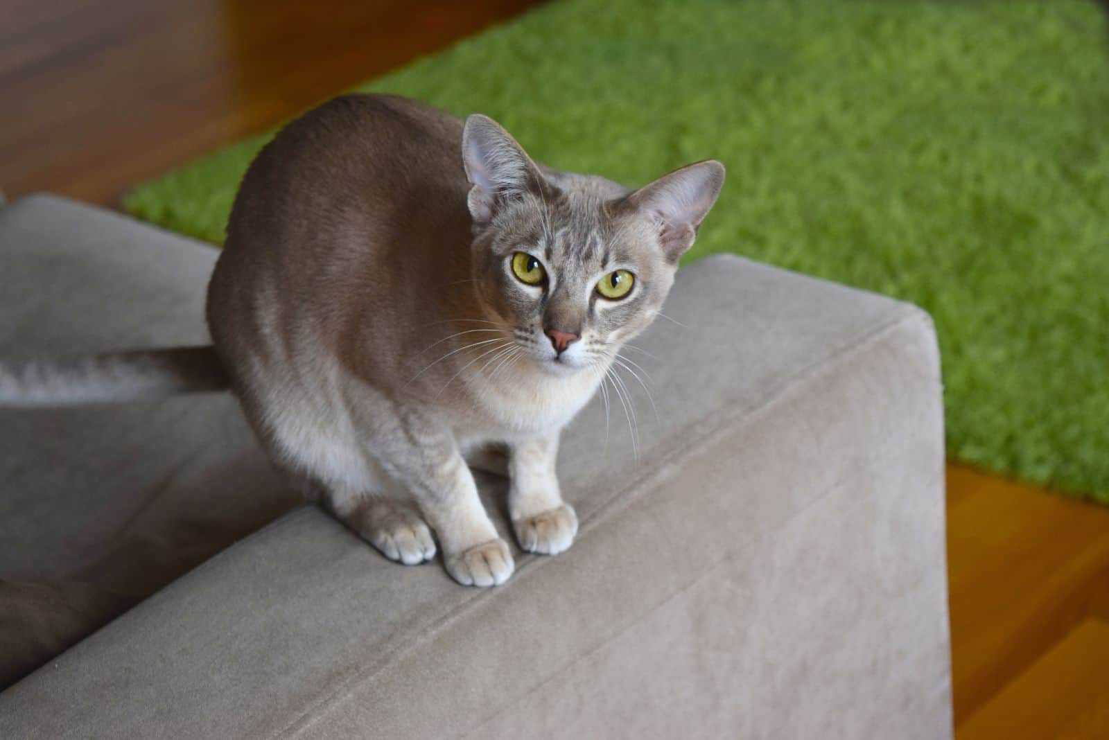 Tonkinese Cat sitting on a wooden armchair