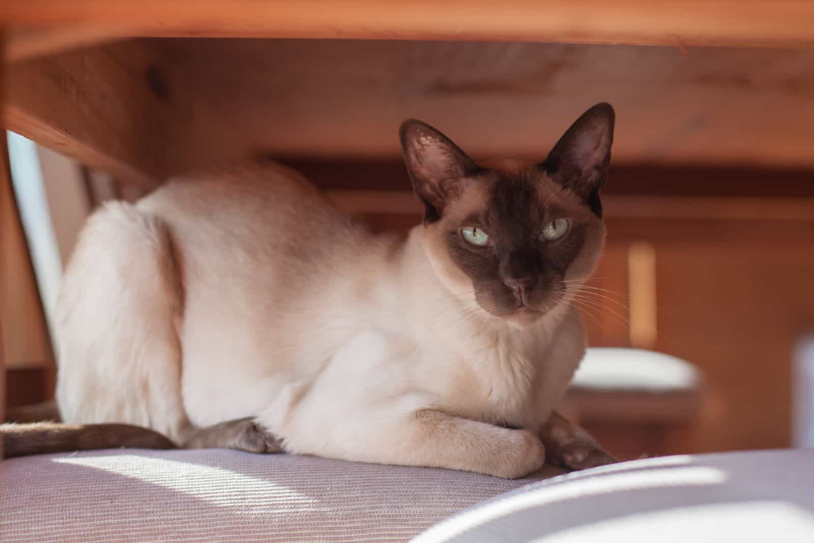 Tonkinese cat