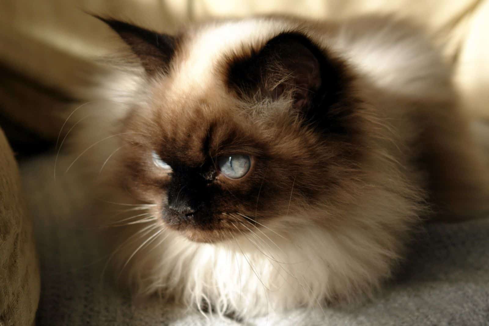 seal point himalayan cat sitting in the sunshine showing off his blue eyes