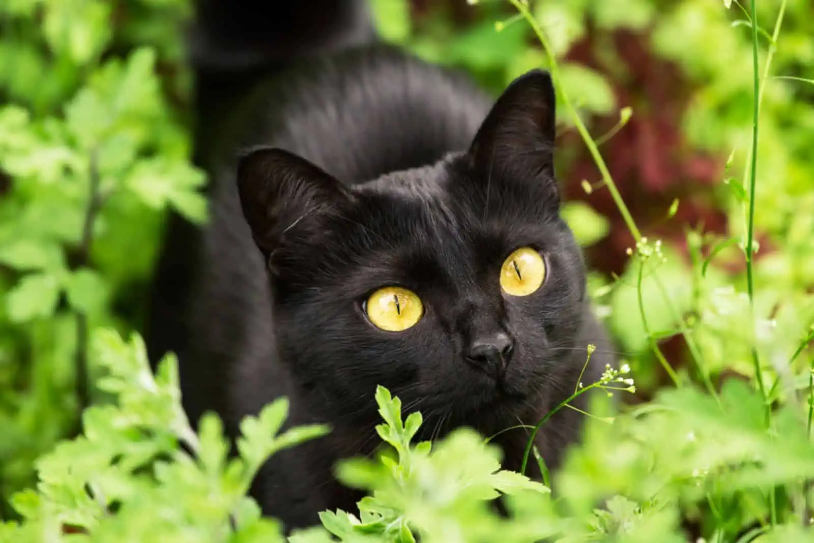 black bombay cat standing in high grass