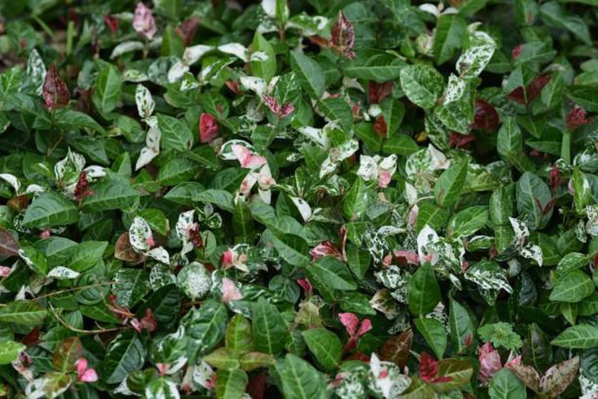 Asian Star Jasmine