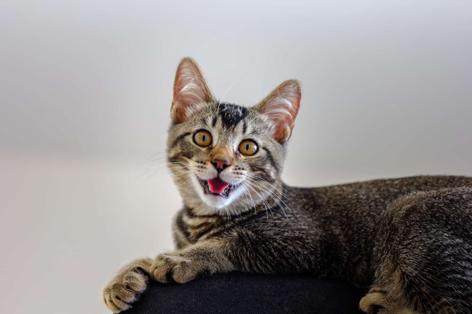 Tricolor cat with open mouth on white background making clicking sound